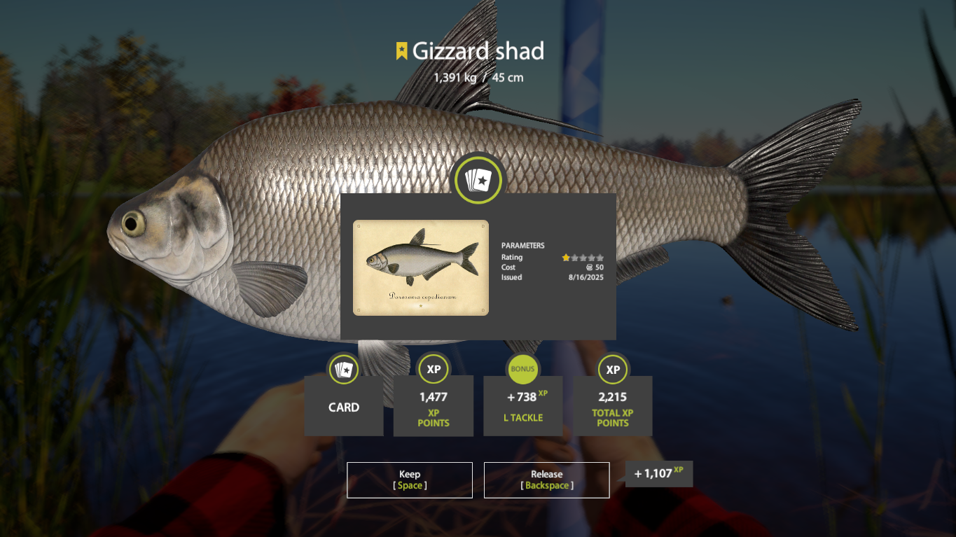 Gizzard shad | USA | Float Fishing
