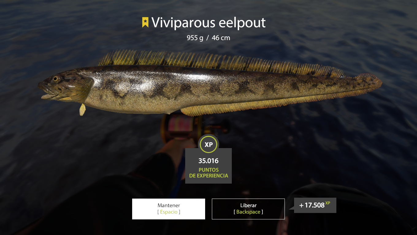 Viviparous eelpout | Other Countries | Marine Fishing