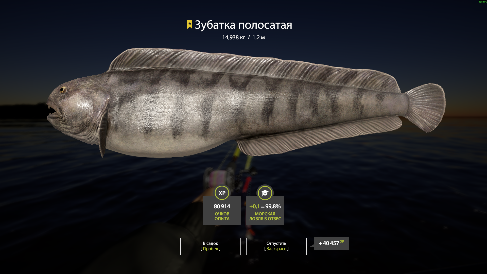 Atlantic wolffish | Russia and CIS countries | Marine Fishing