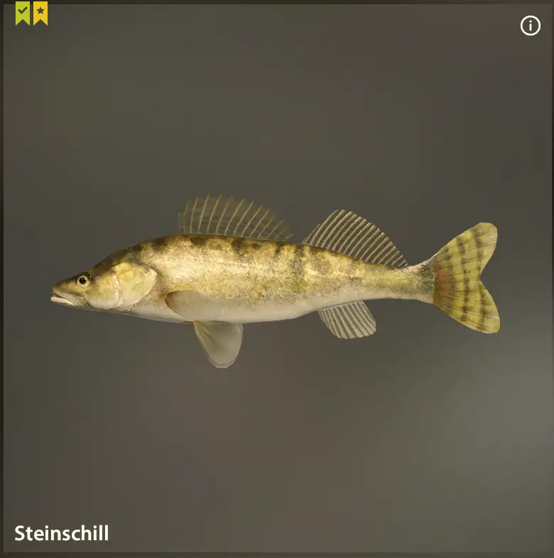 Volga Zander | Germany | Spinning