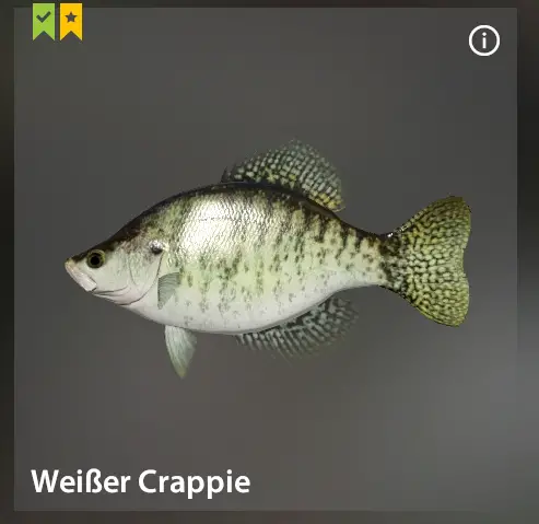 White crappie | Germany | Spinning