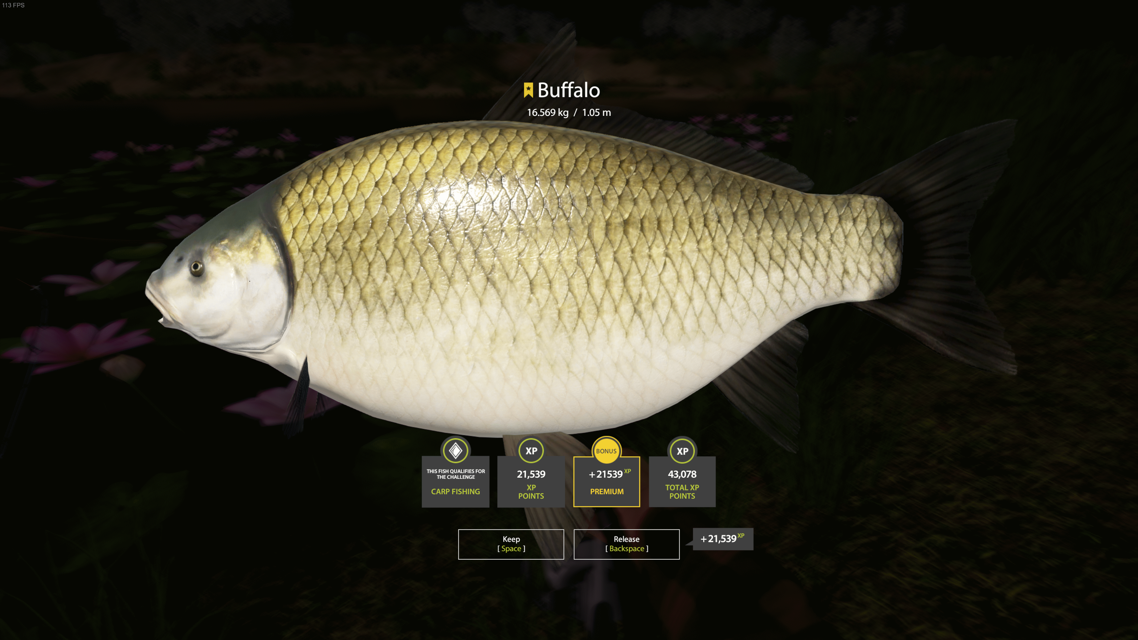 Buffalo | Other Countries | Bottom Fishing