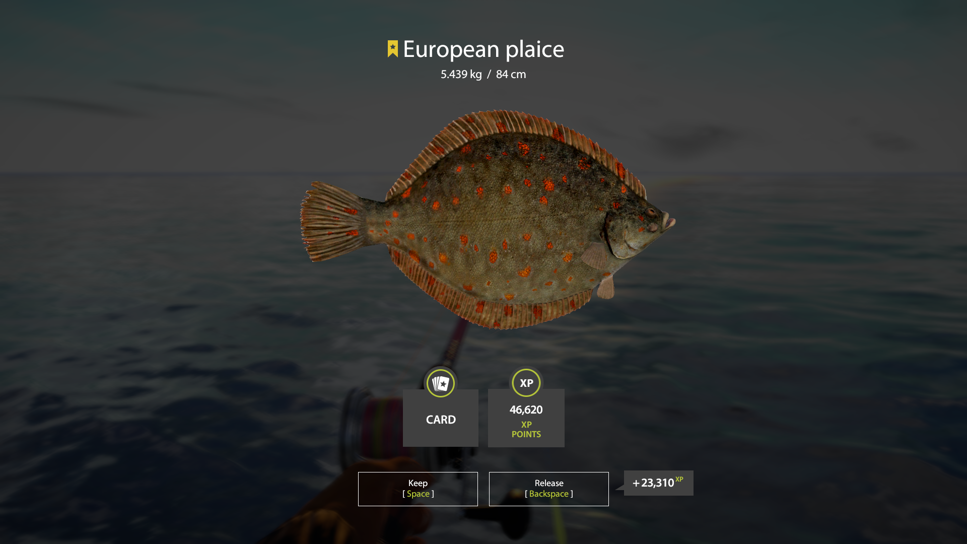 European plaice | Other Countries | Marine Fishing