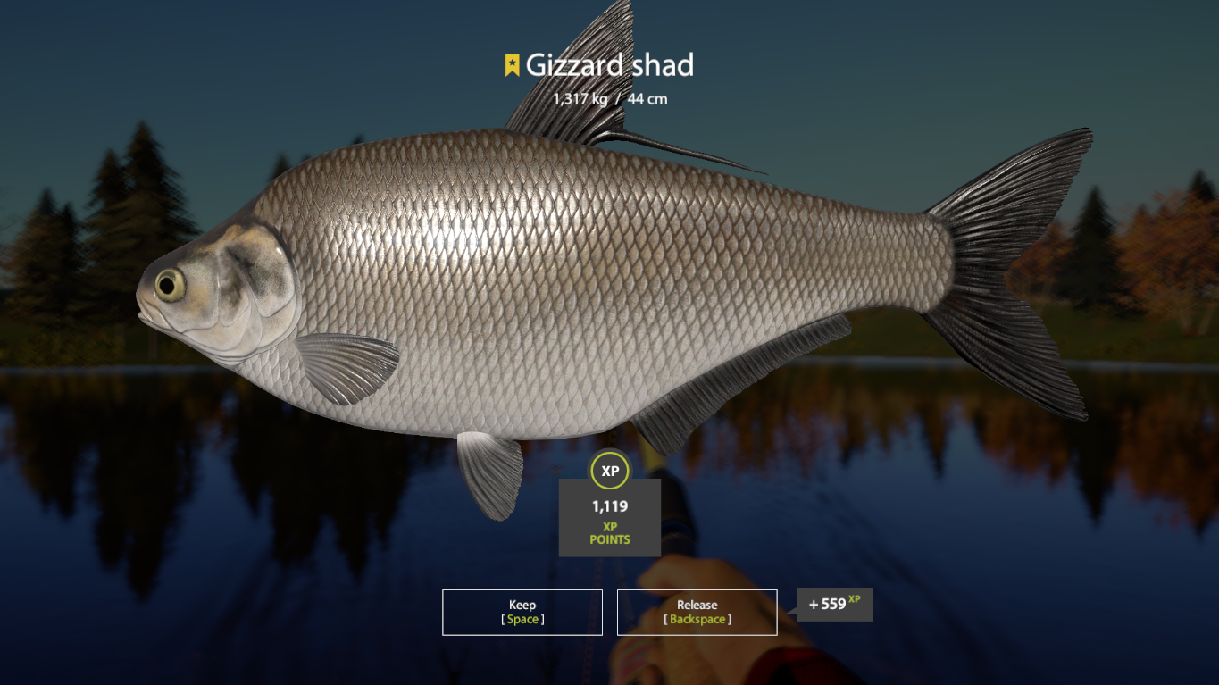 Gizzard shad | USA | Bottom Fishing