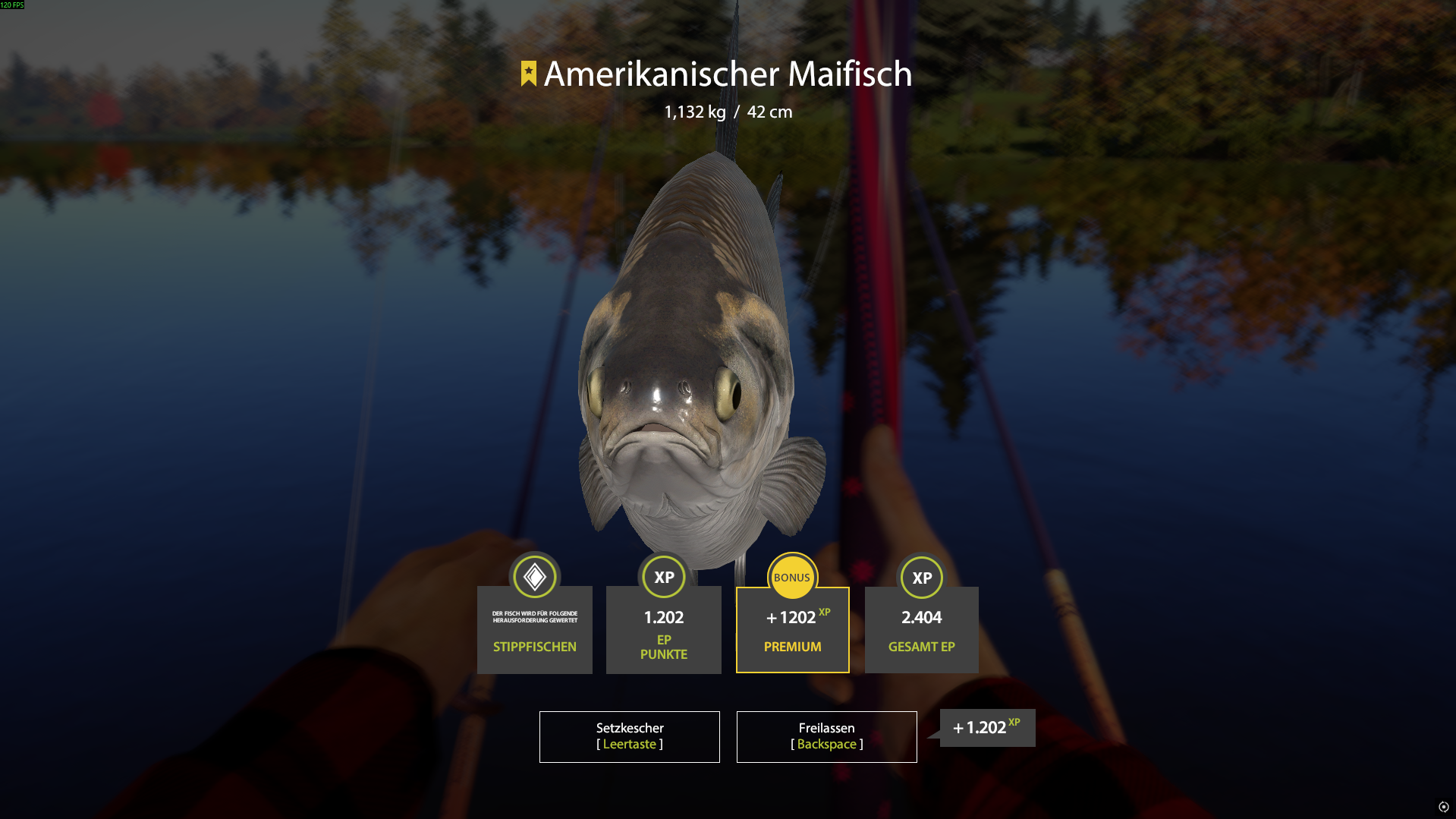 Gizzard shad | Germany | Float Fishing