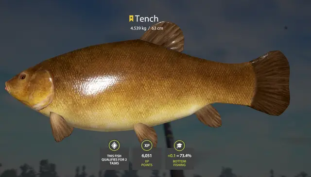Tench | USA | Bottom Fishing