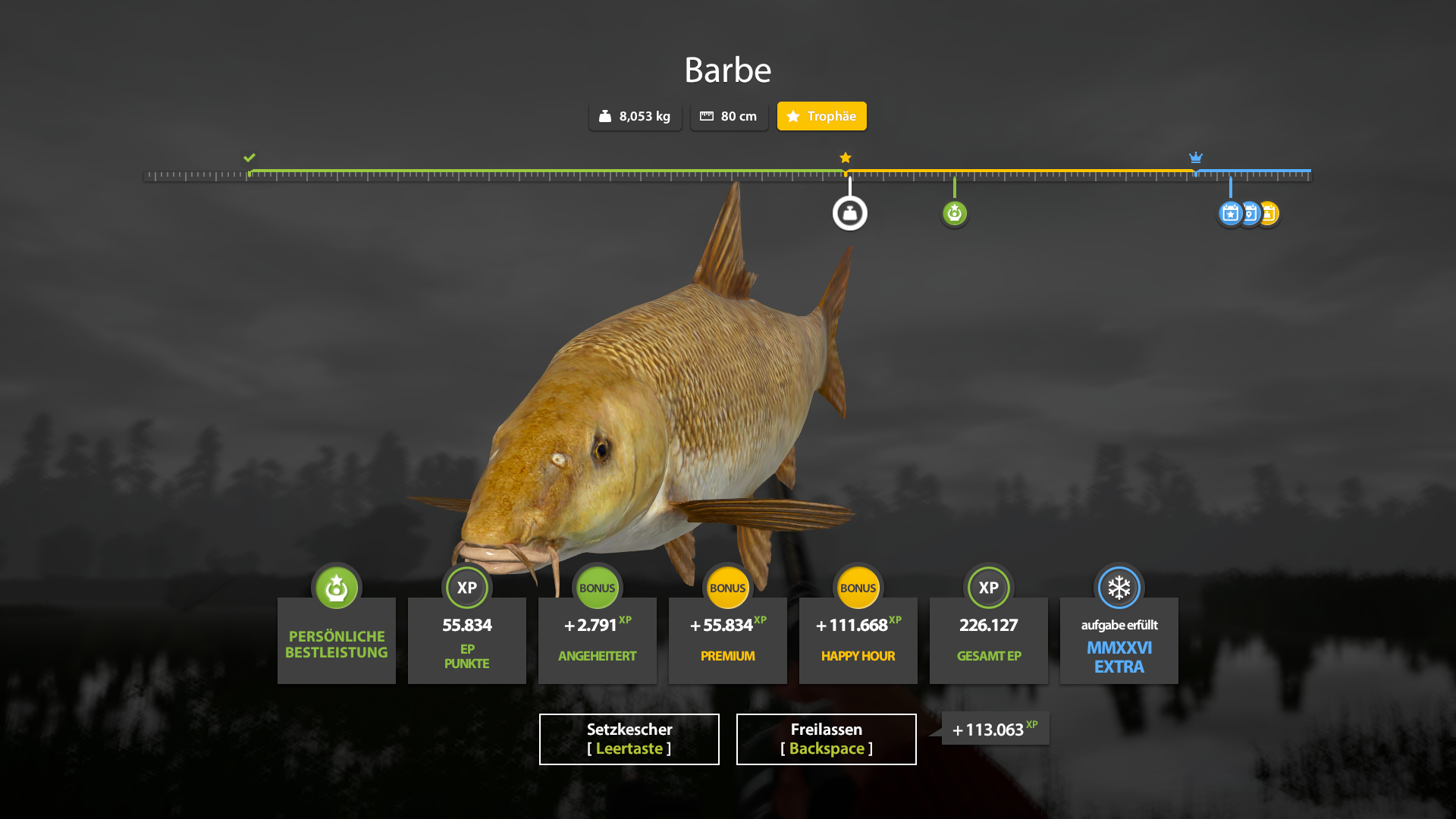 Common Barbel | Germany | Bottom Fishing