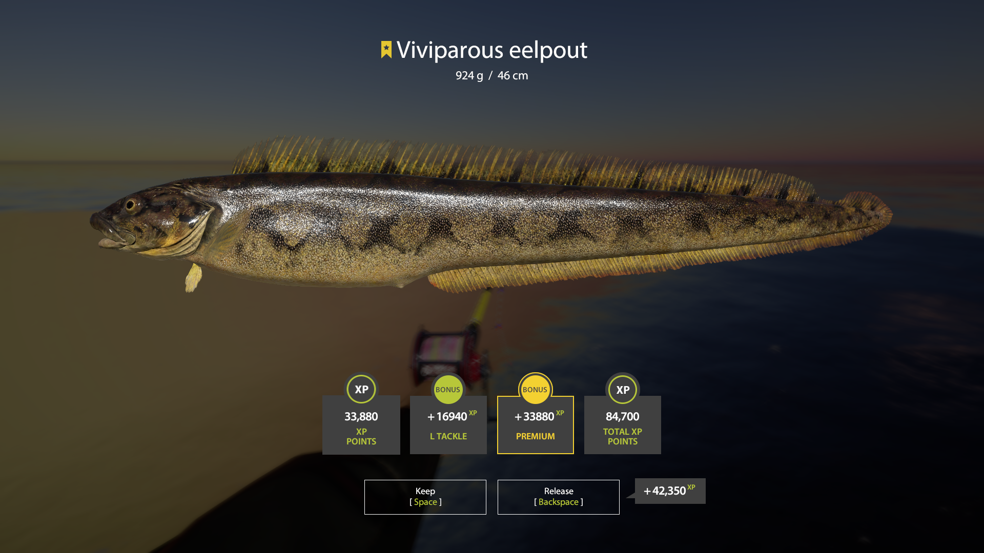 Viviparous eelpout | Other Countries | Marine Fishing