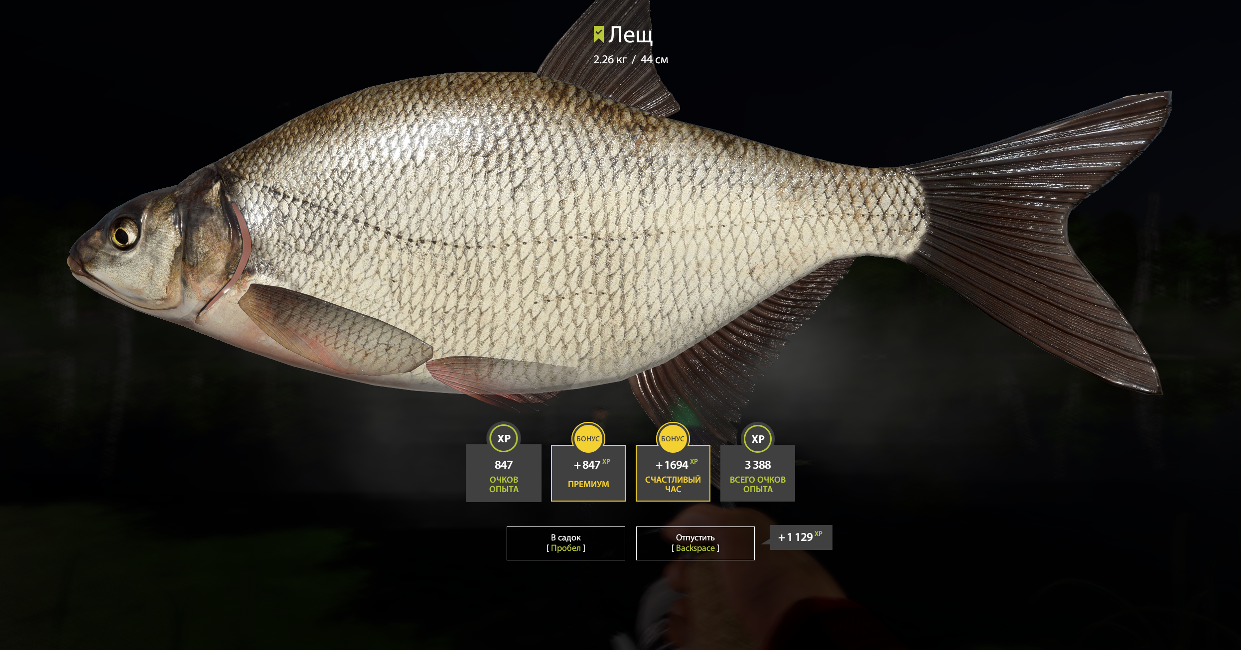 Bream | International | Bottom Fishing