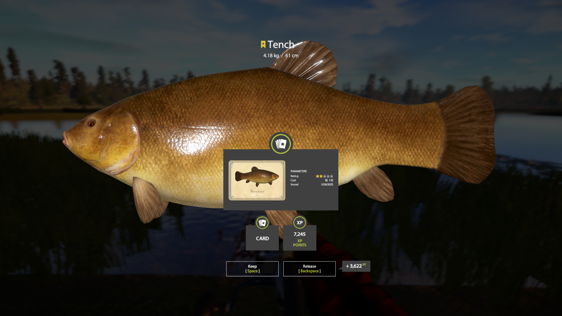 Common Barbel | Germany | Bottom Fishing
