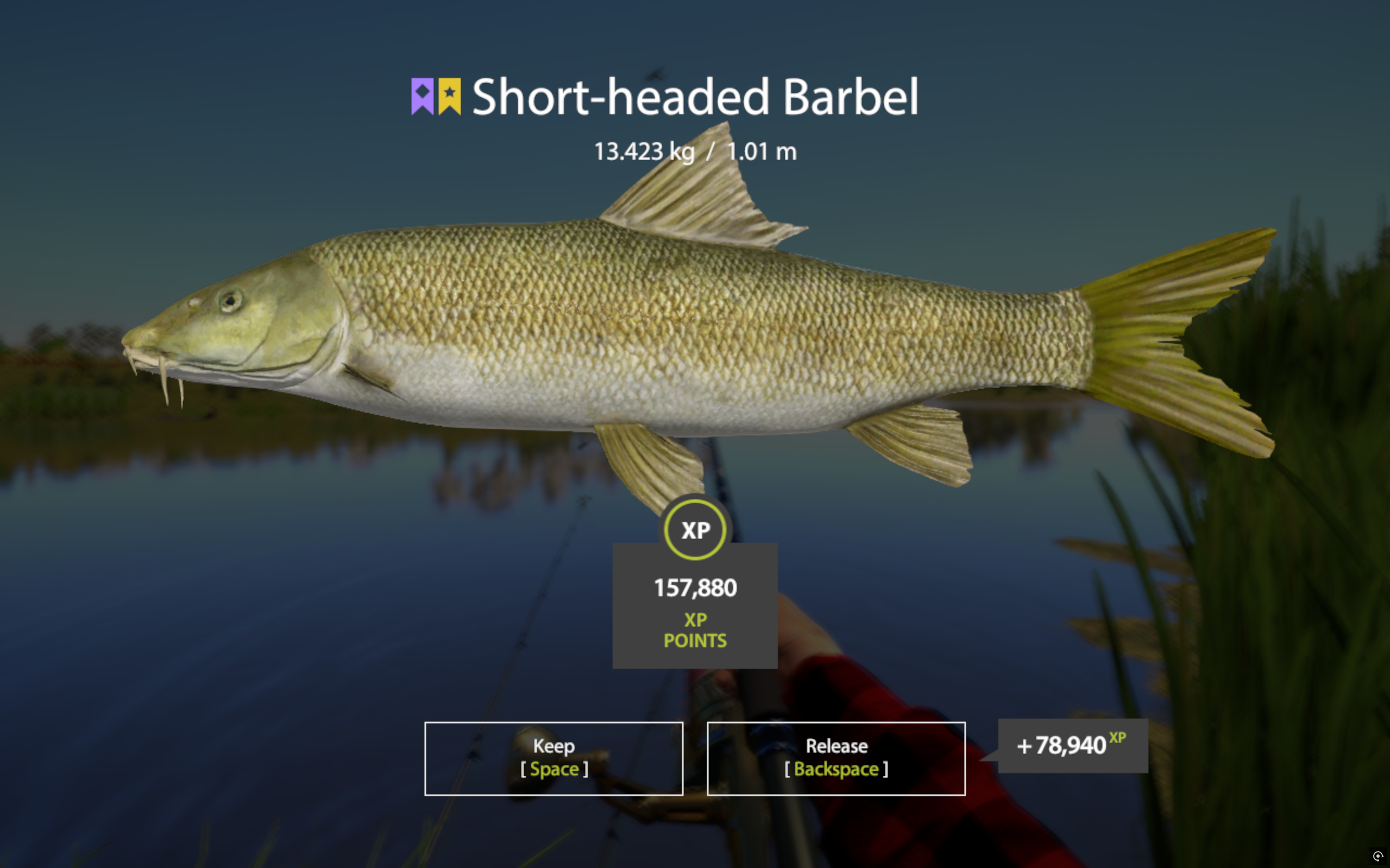 Short-headed Barbel | Korea | Bottom Fishing