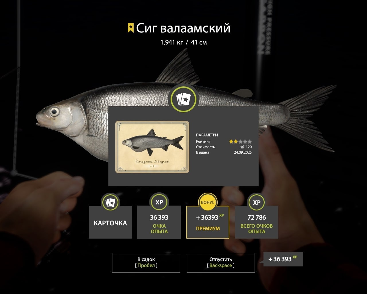 Trophy Ladoga archipelago