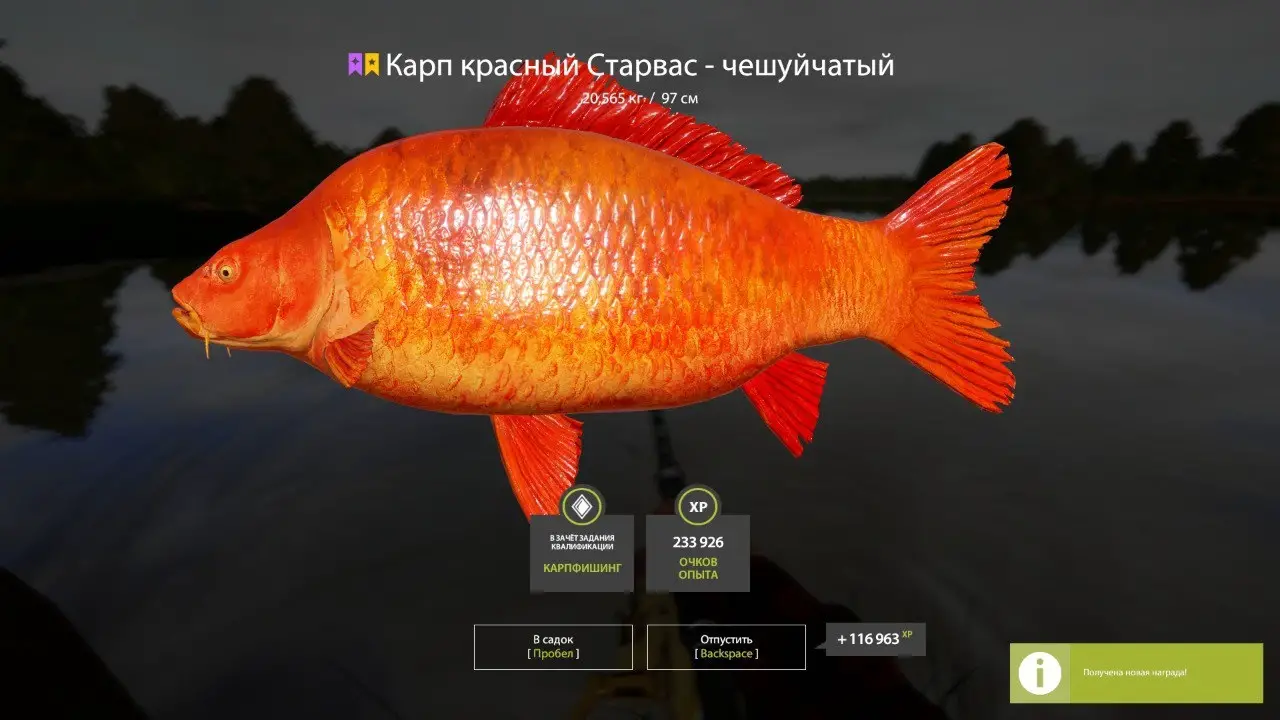 Trophy The Amber Lake