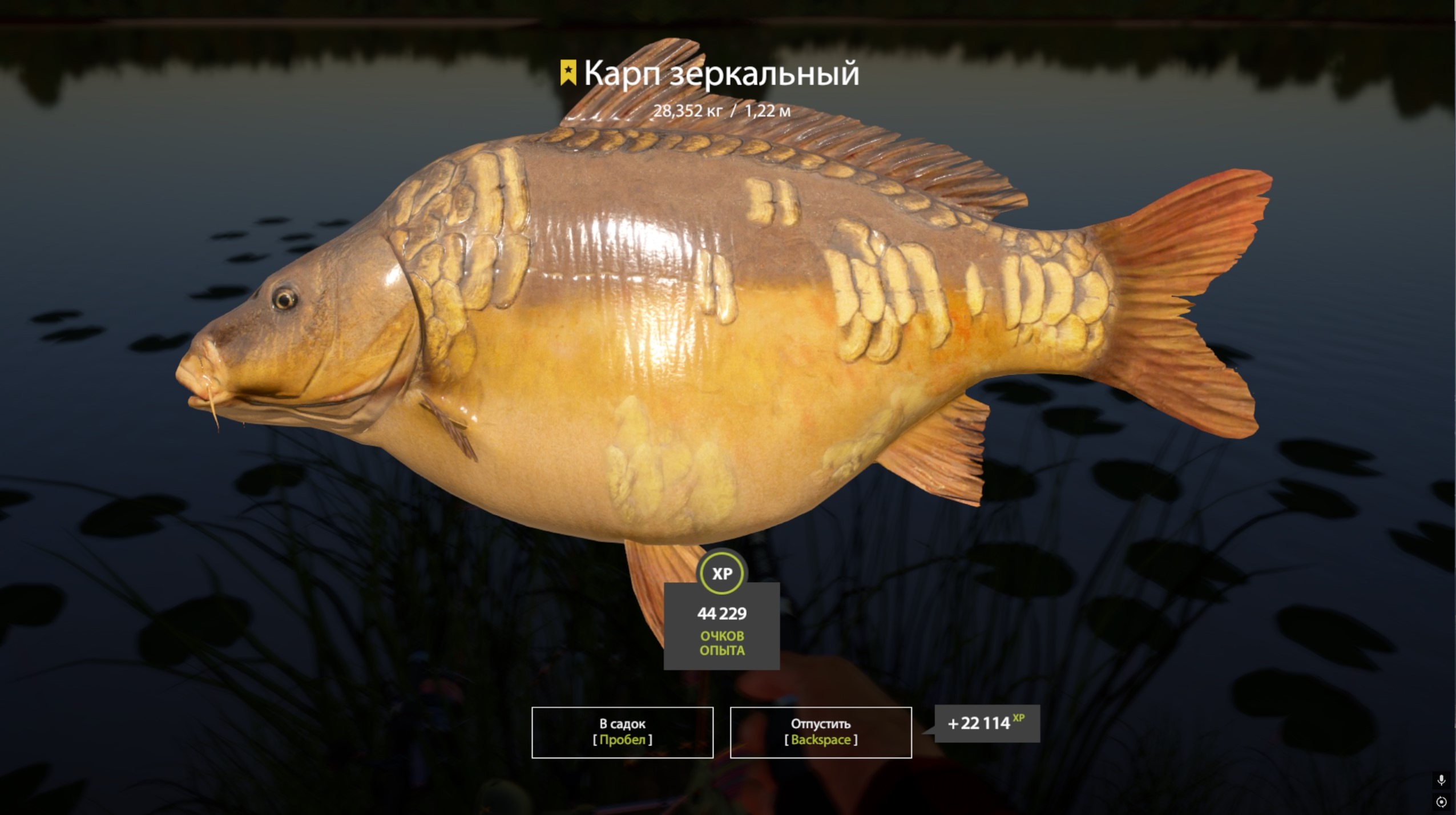Trophy The Amber Lake