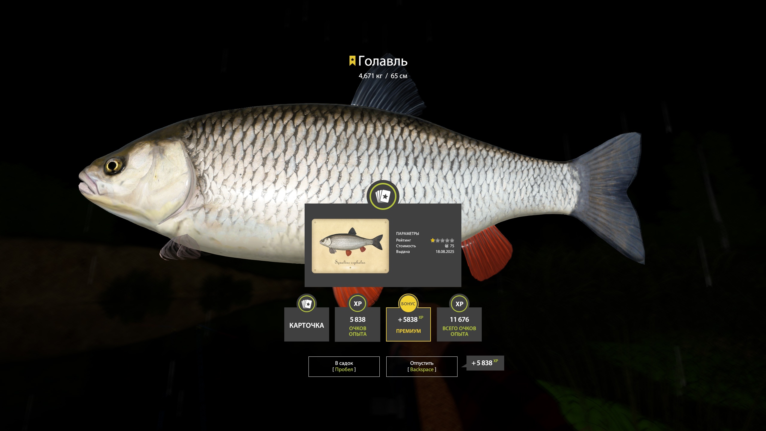 Trophy Winding Rivulet