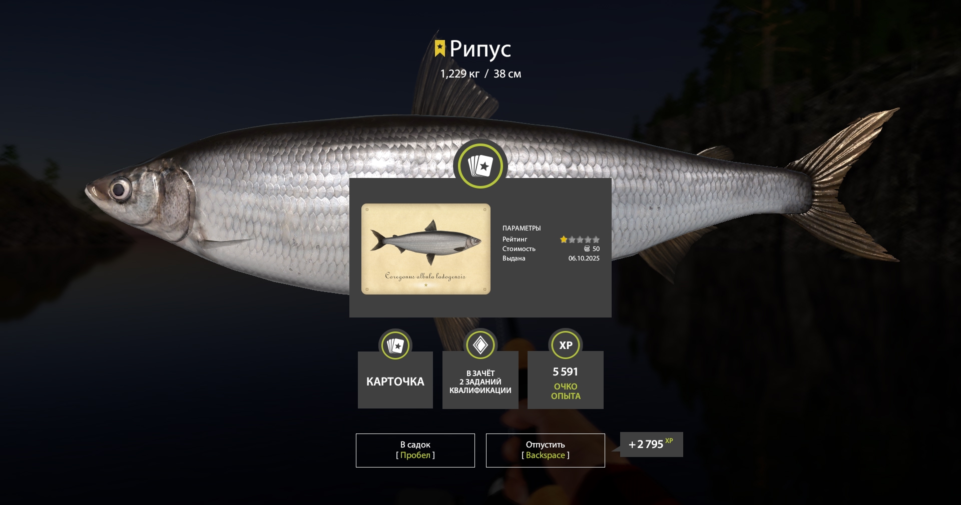 Trophy Ladoga Lake