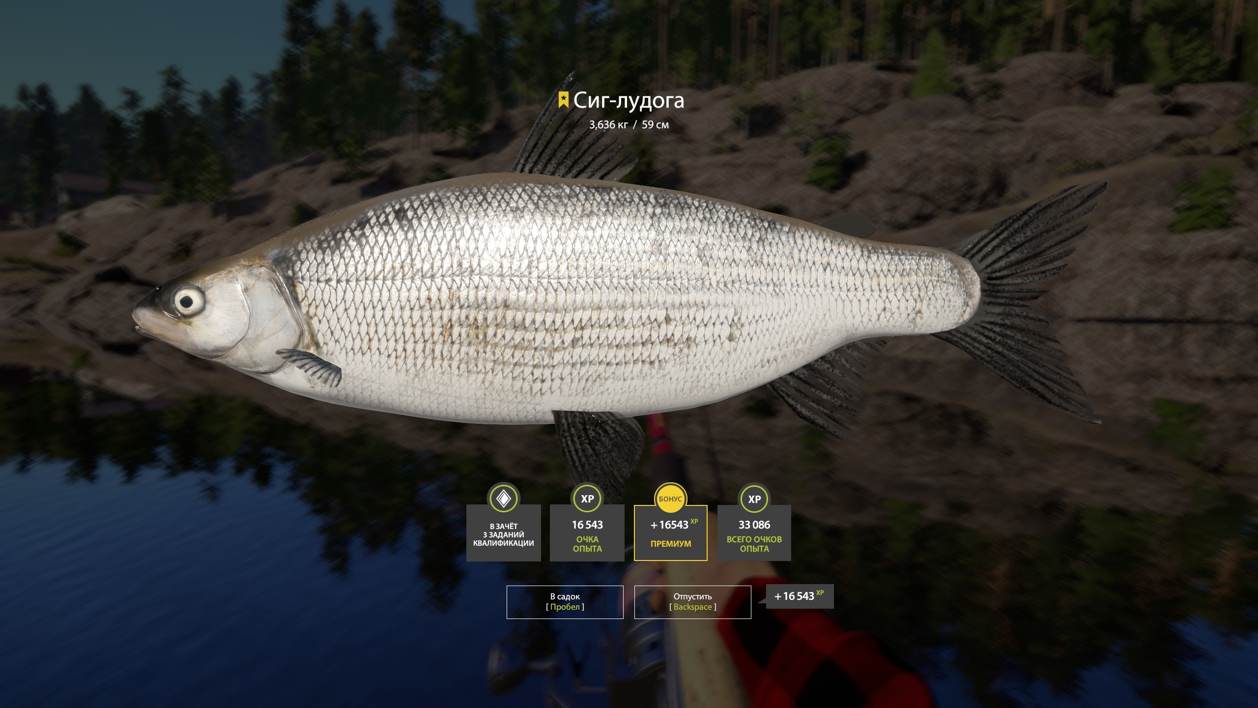 Trophy Ladoga Lake