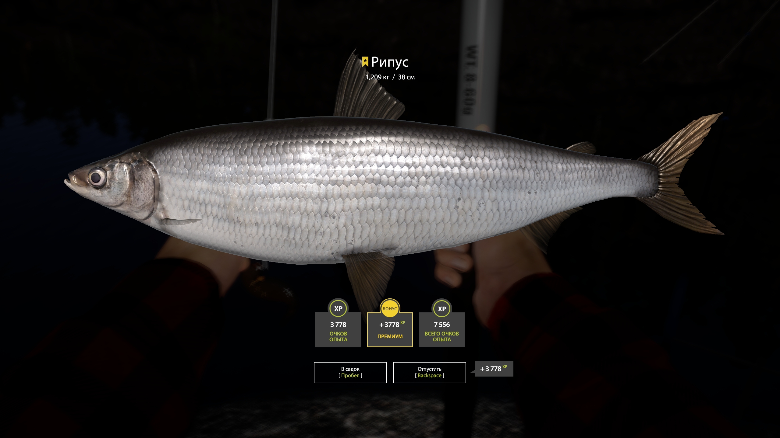 Trophy Ladoga Lake