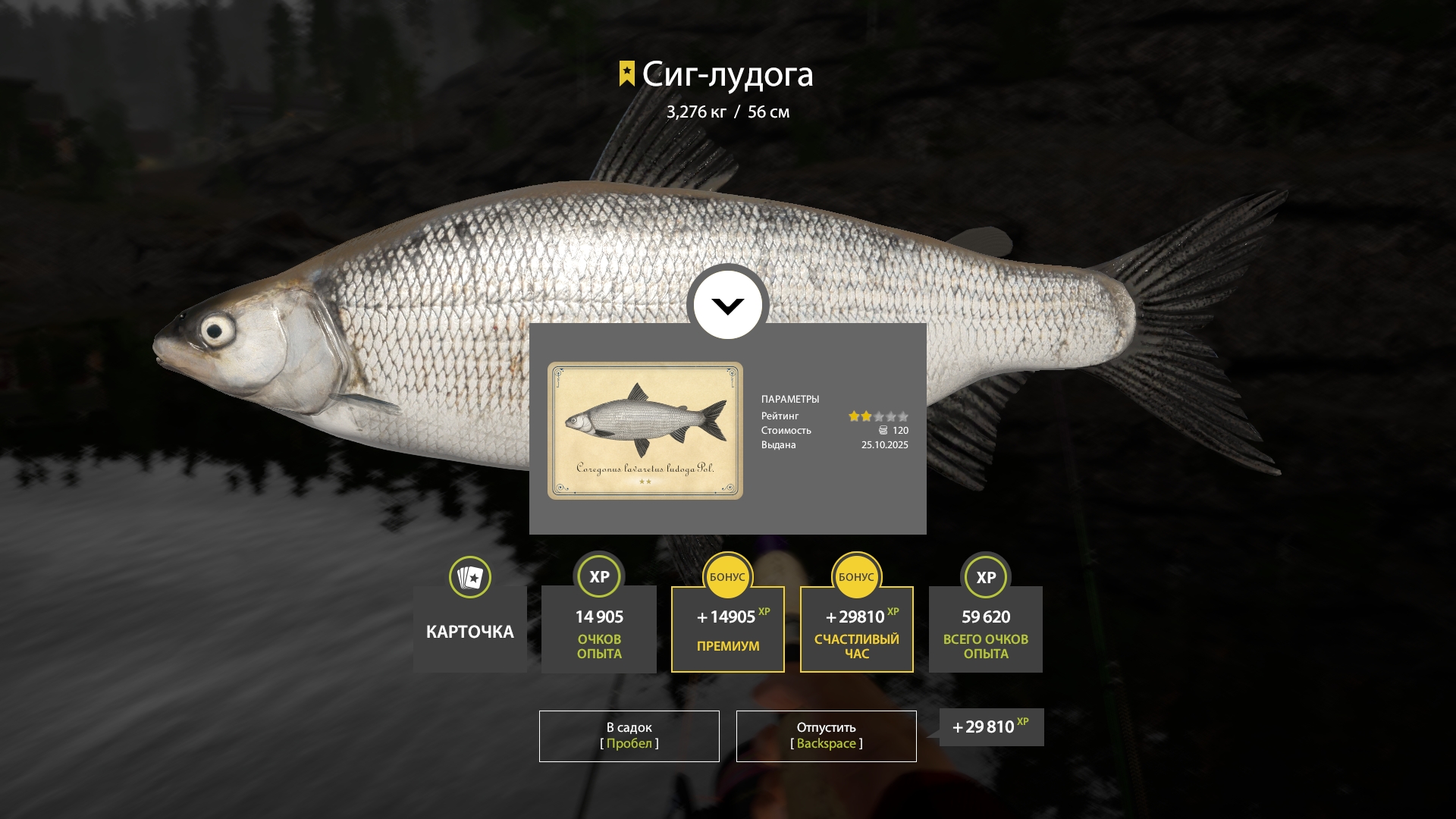 Trophy Ladoga Lake