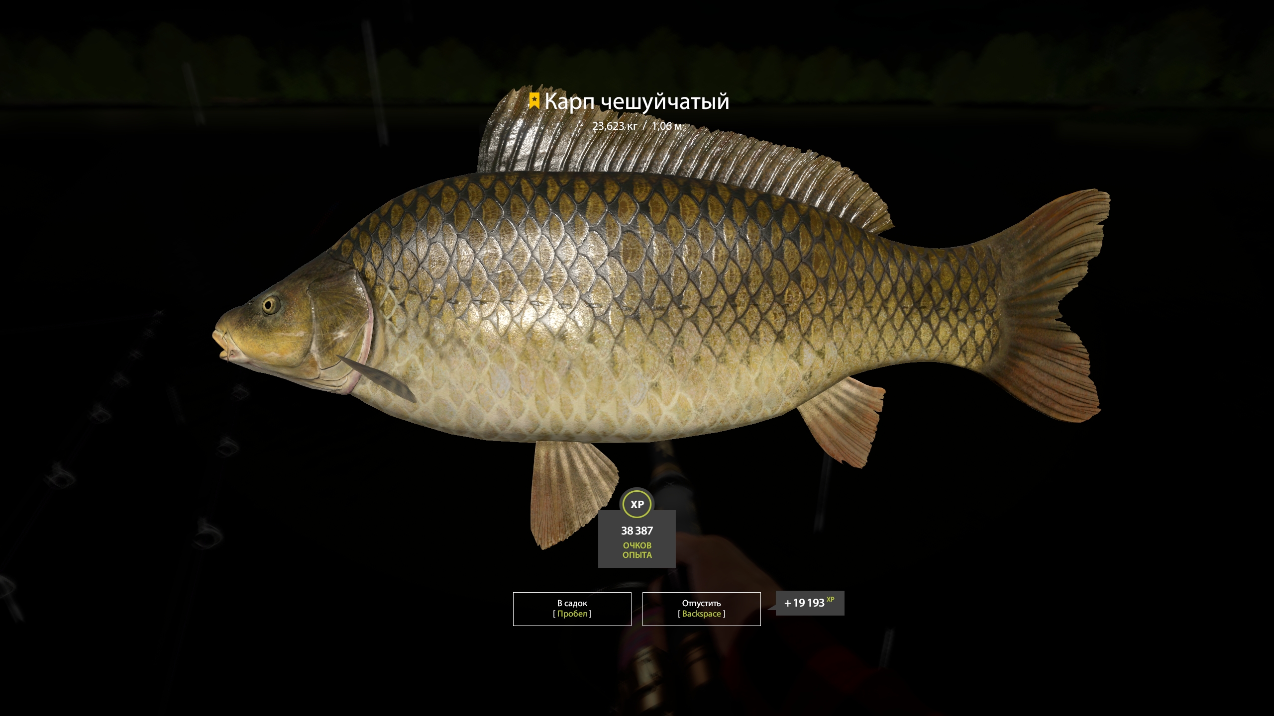 Trophy The Amber Lake