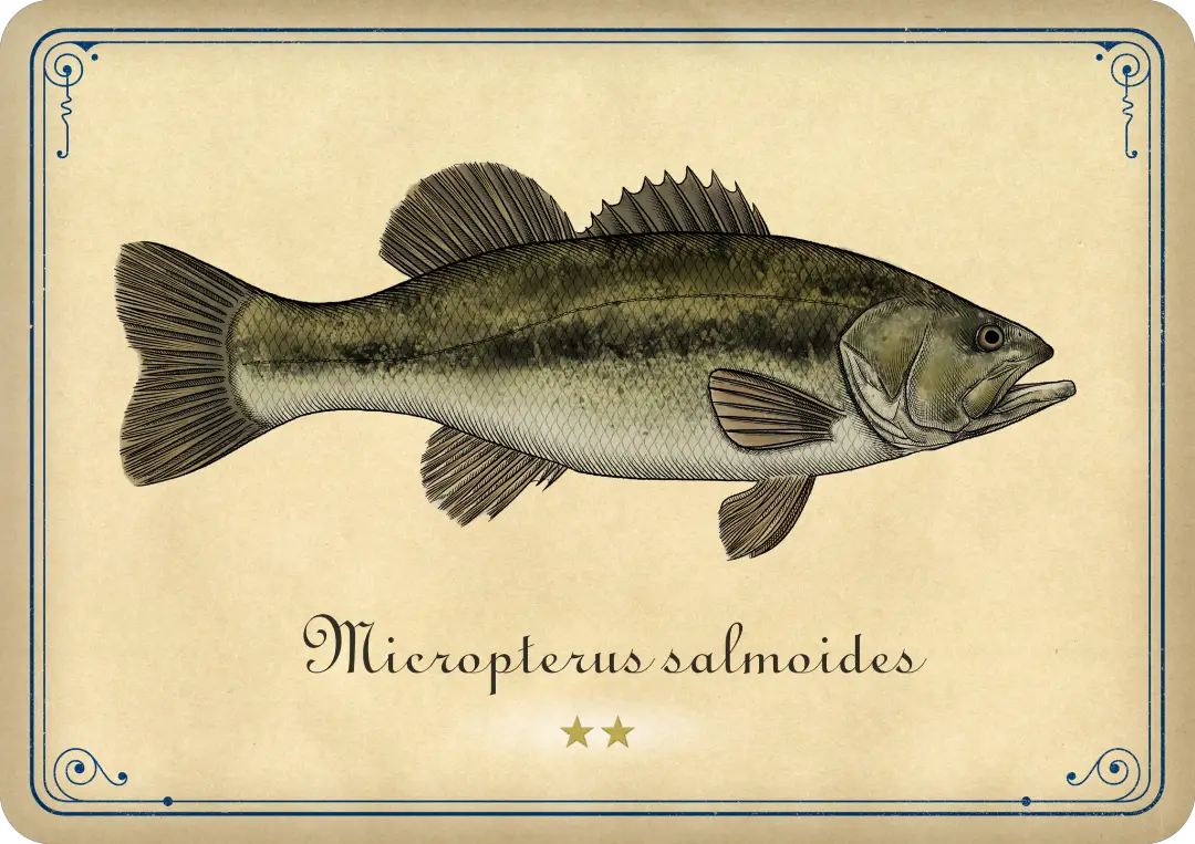 Largemouth bass
