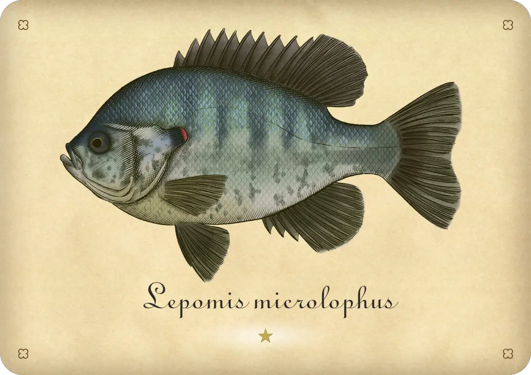 Redear sunfish