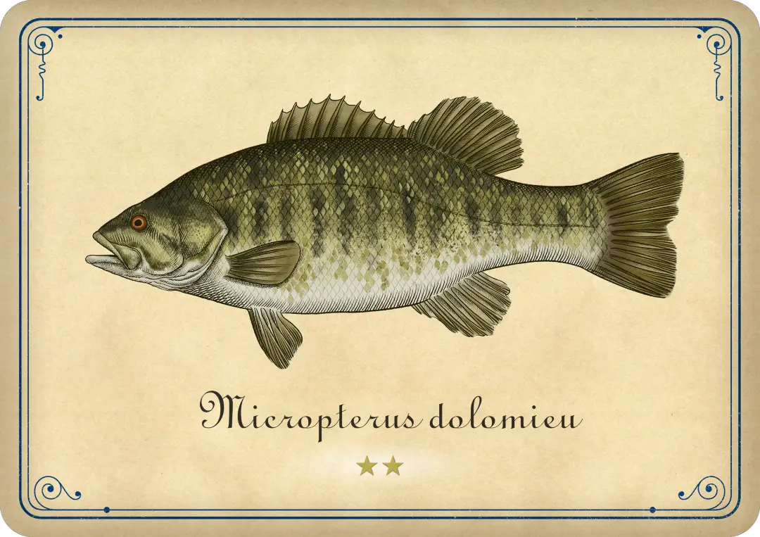 Smallmouth bass