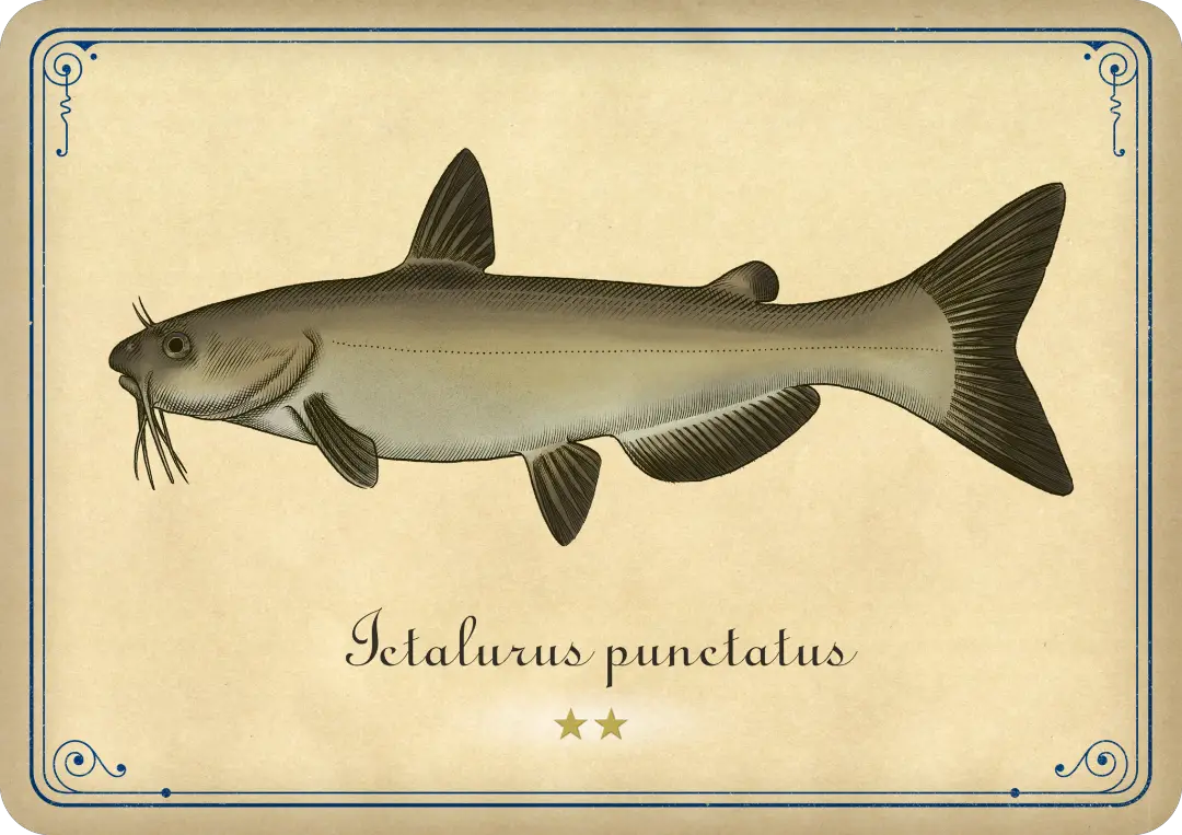Channel catfish