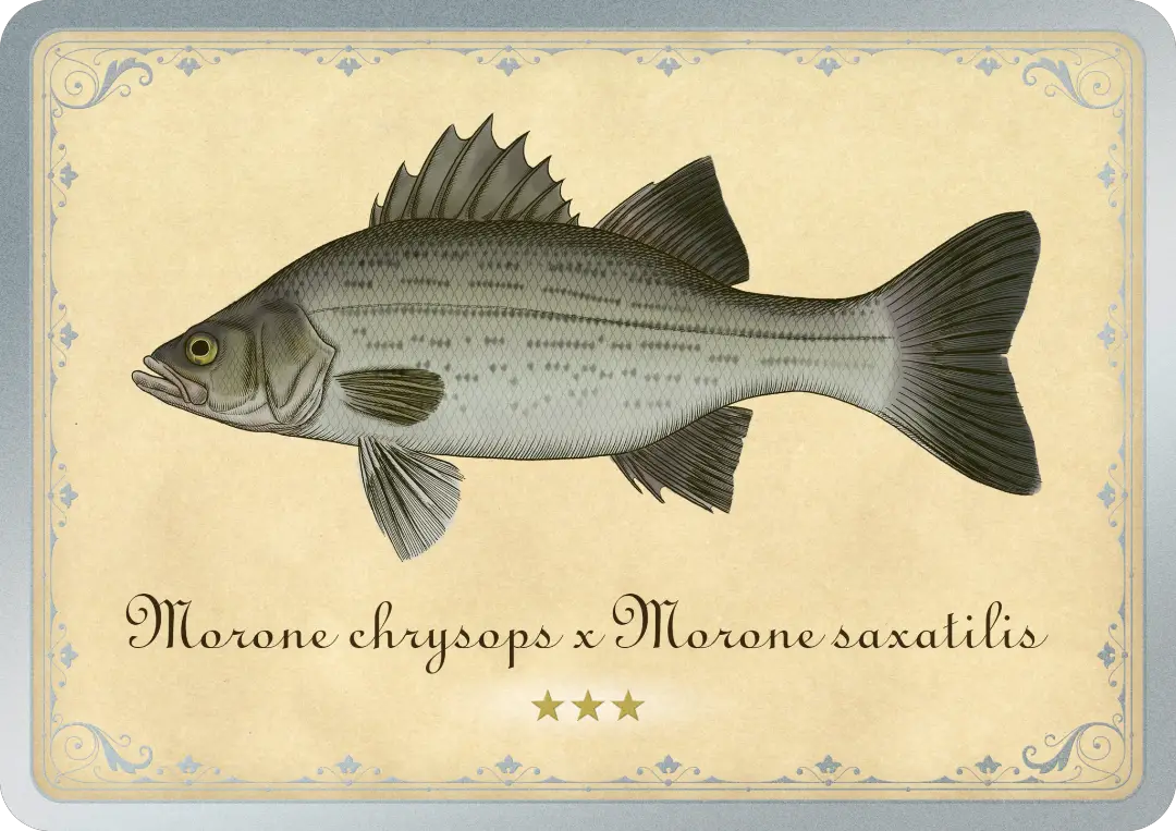 Hybrid Striped Bass (Whiterock Bass)