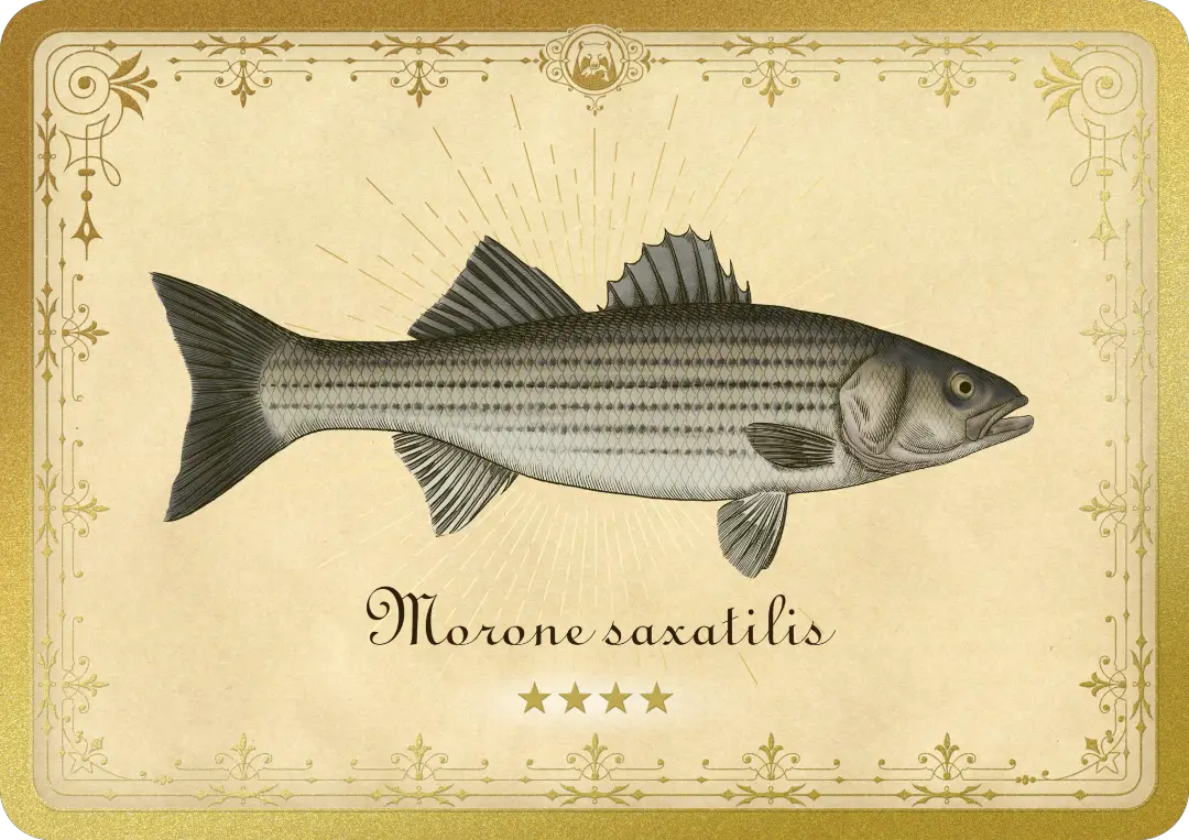 Largemouth Bass