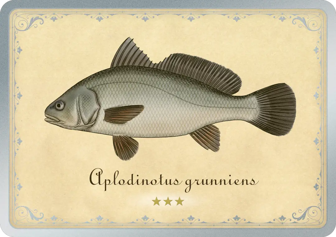 Freshwater drum