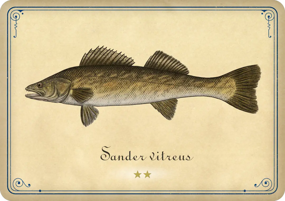 Walleye