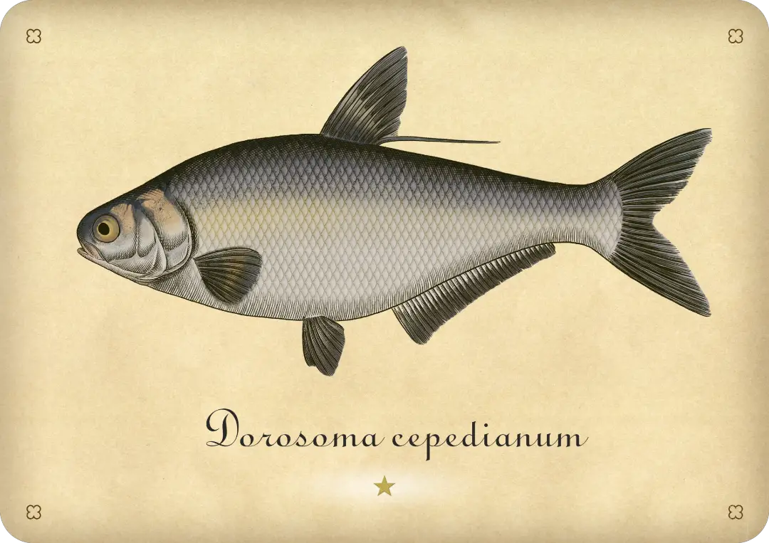 Gizzard shad