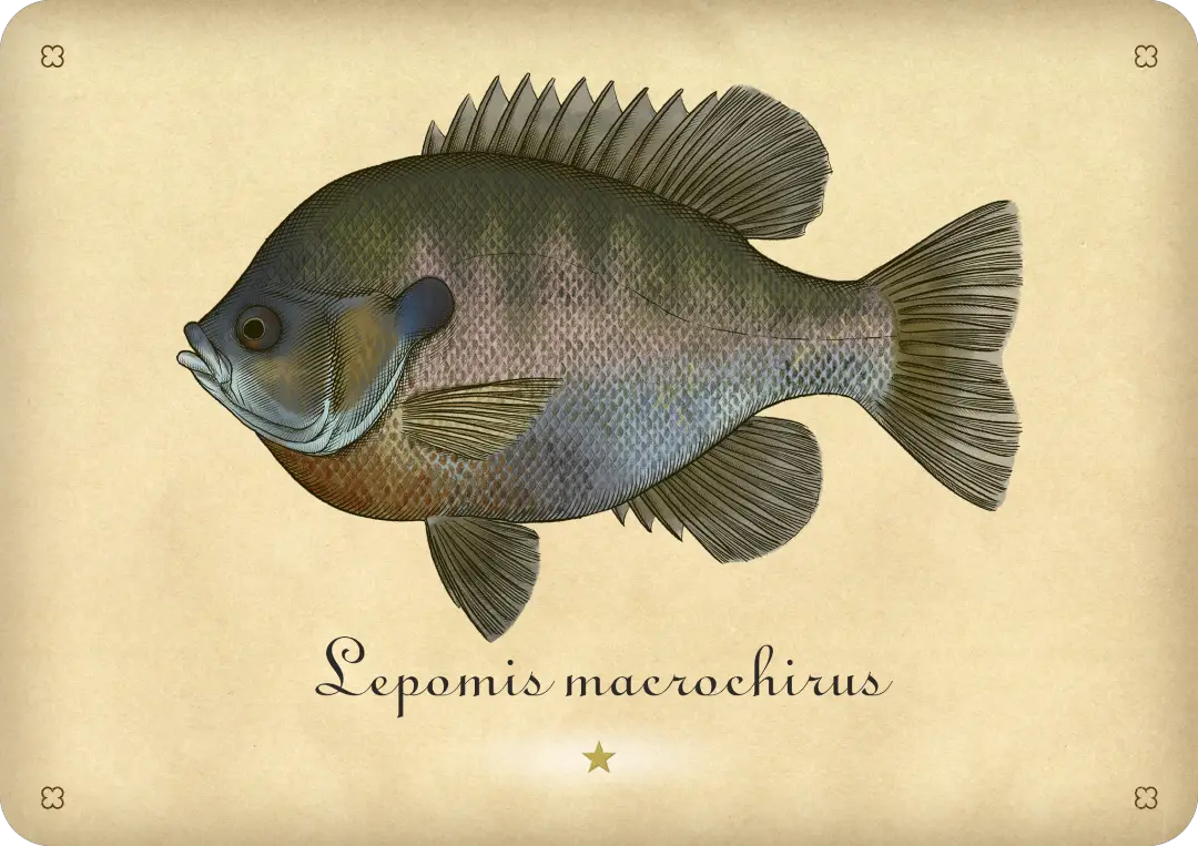 Bluegill