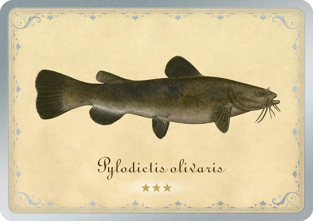 Flathead Catfish
