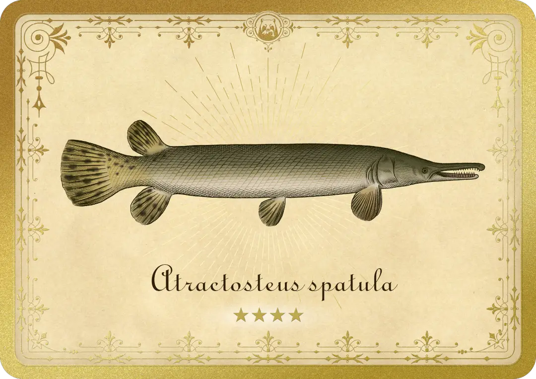Alligator gar