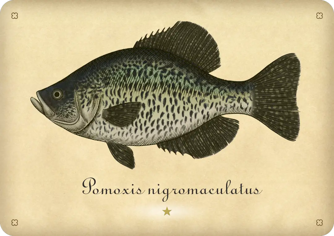  Black crappie