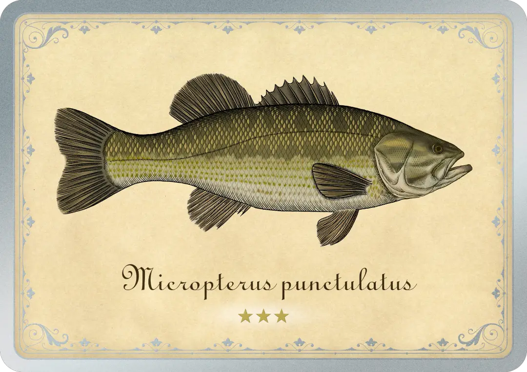 Spotted bass