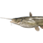 Amur Catfish