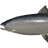 Atlantic Salmon