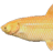 Albino Grass Carp