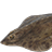 Arctic skate