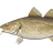 Atlantic cod