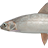 Baikal Omul