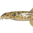 Siberian Char Loach