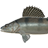 Volga Zander