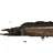 Black scabbardfish