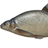 Bream