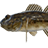 Siberian Sculpin