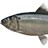 Black-spined Herring